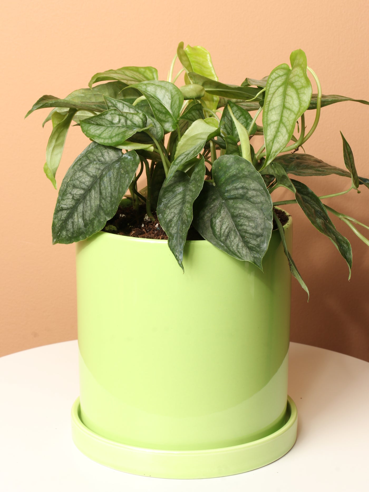 Medium Silver Monstera