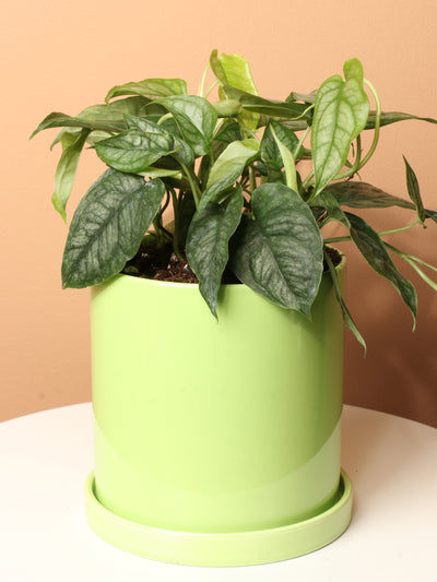 Medium Silver Monstera