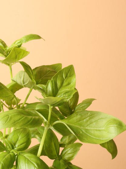 Small Basil Indoor Herb