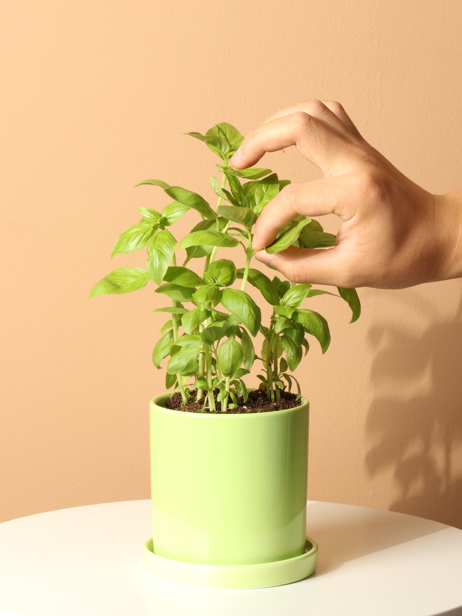 basil plant pot care Small Basil Indoor Herb