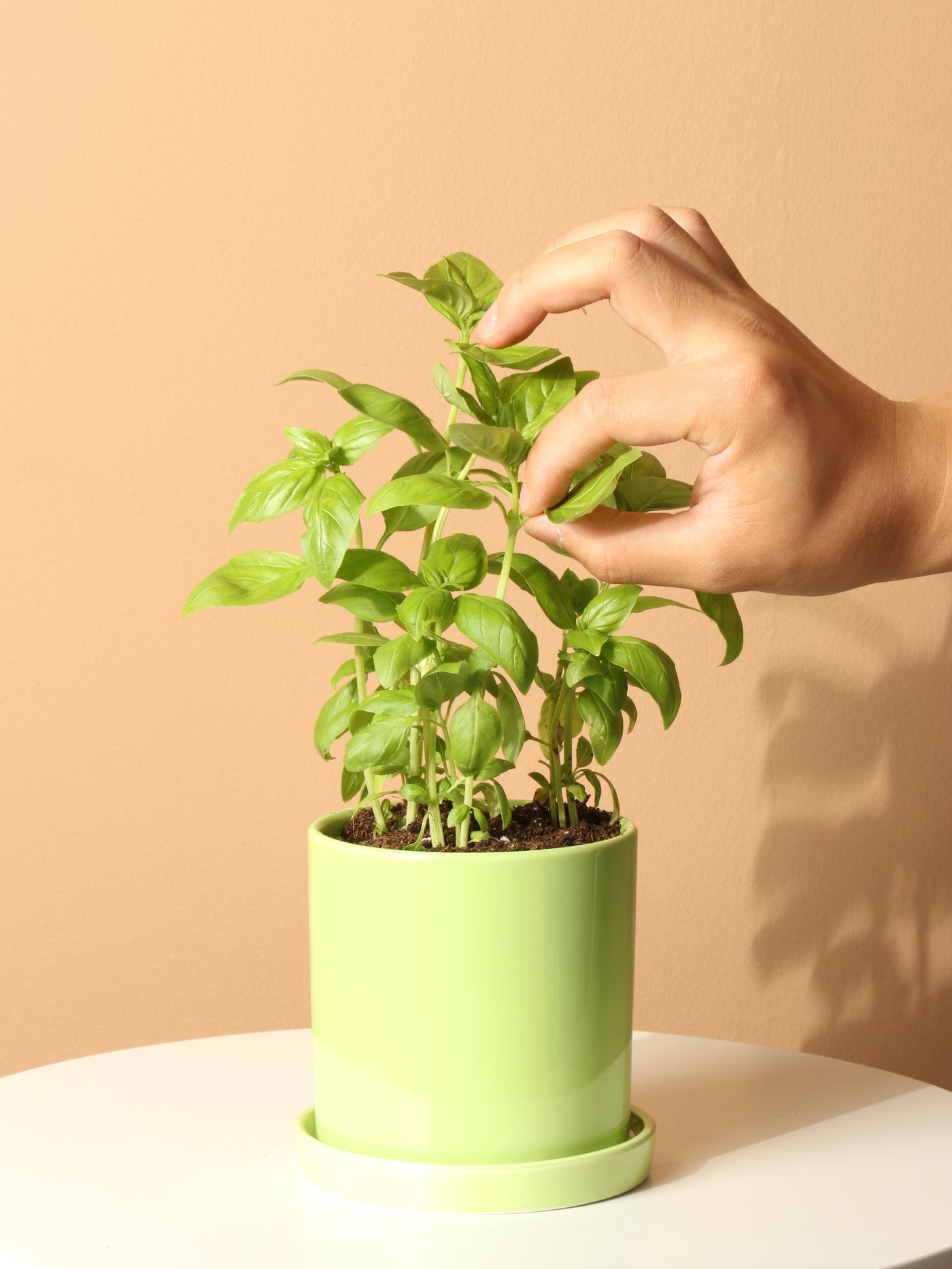 Small Basil Indoor Herb