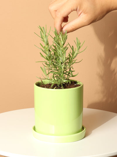 Small Rosemary Indoor Herb