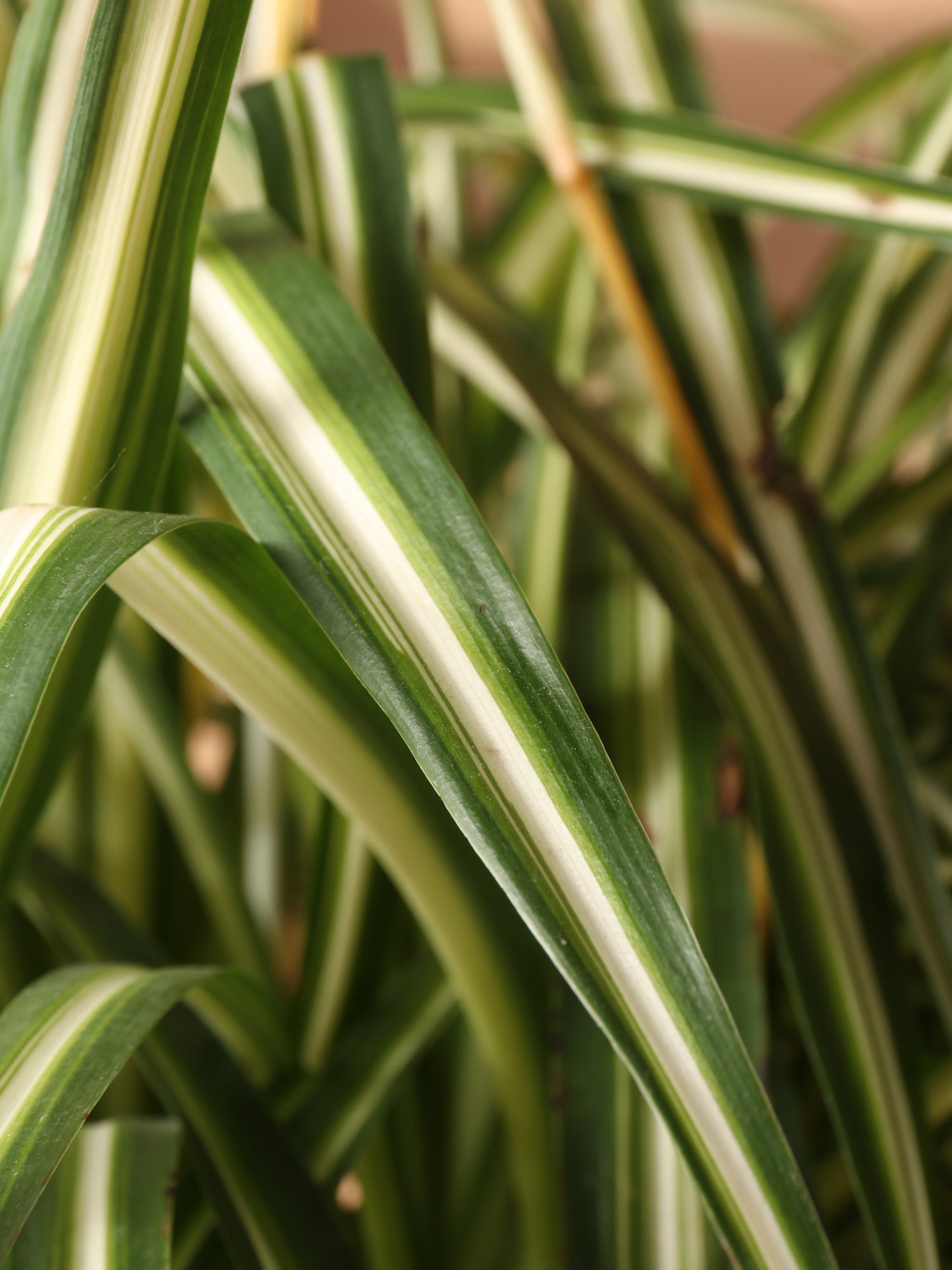 spider plant online Hanging Spider Plant
