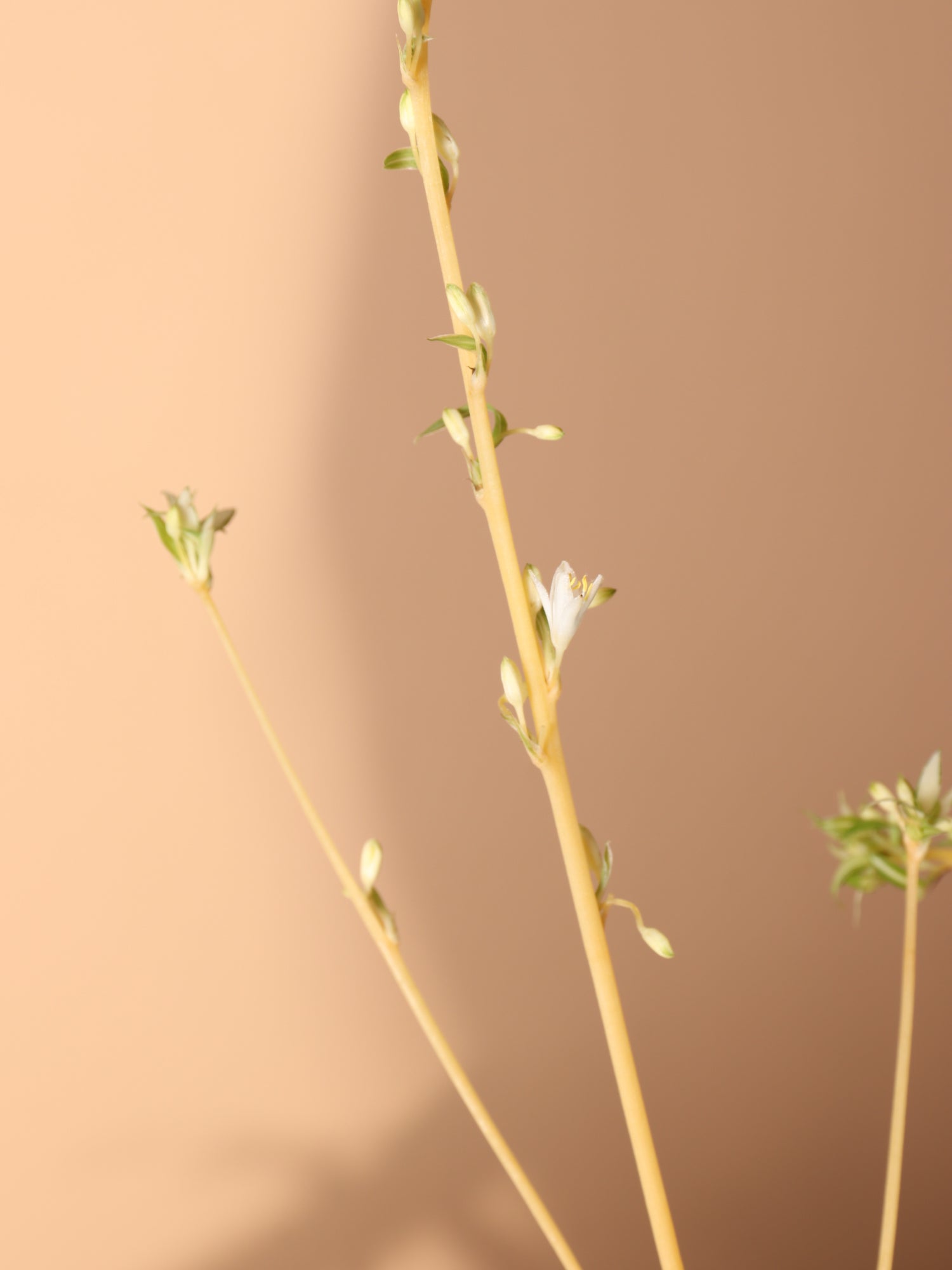 spider plant flower stem Buy Hanging Spider Plant Online | Hanging Indoor Plant