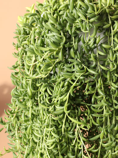 Hanging String of Bananas Succulent