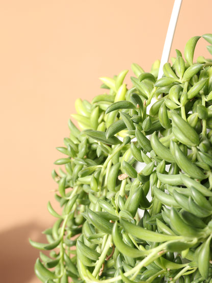 Hanging String of Bananas Succulent