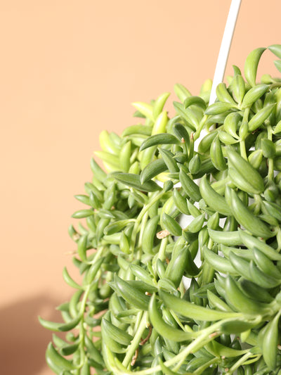 Hanging String of Bananas Succulent