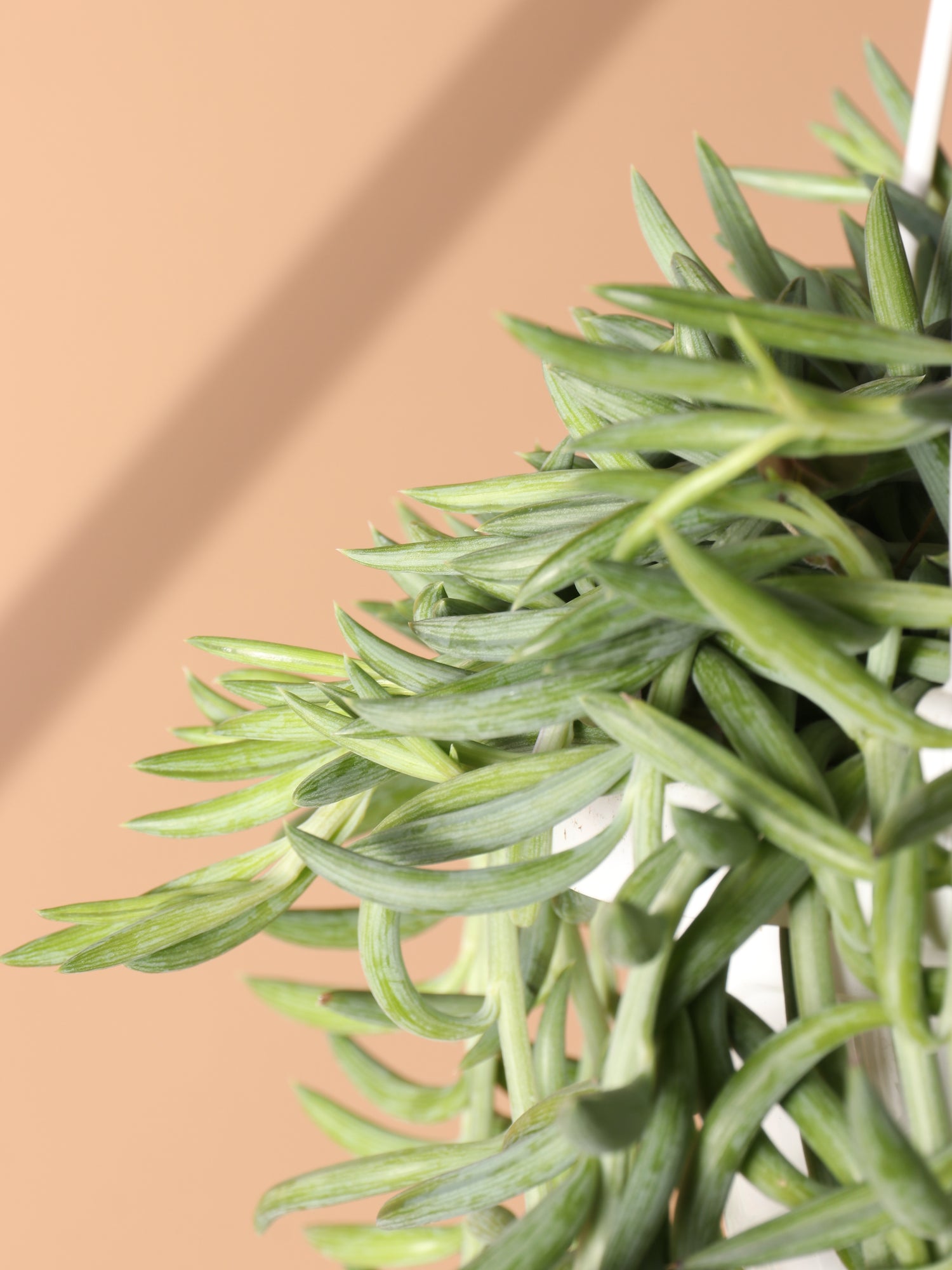 Hanging String Of Fishhook Succulent – Dahing Plants