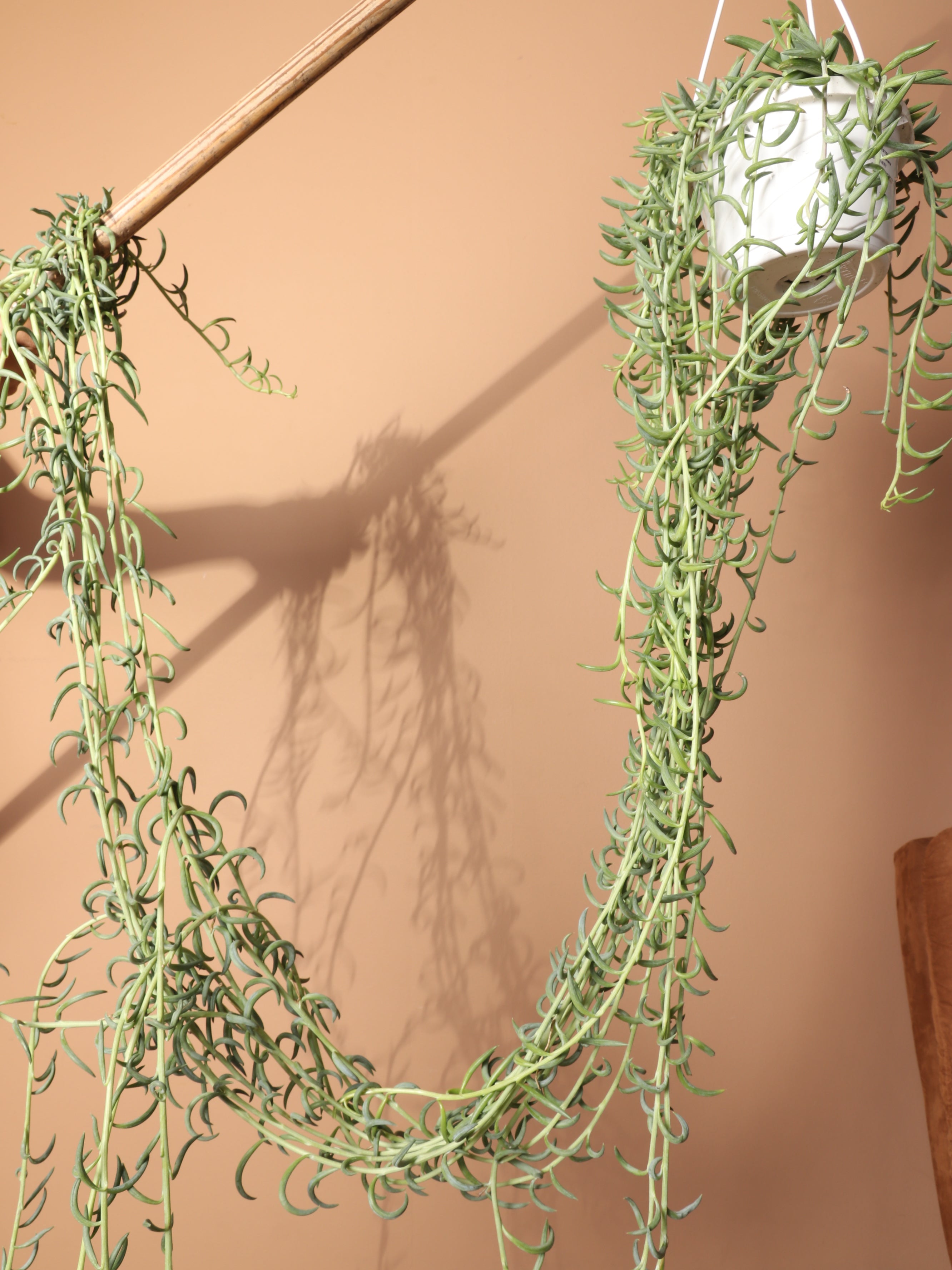 Hanging String Of Fishhook Succulent Dahing Plants Hanging String Of Fishhook Succulent Dahing Plants