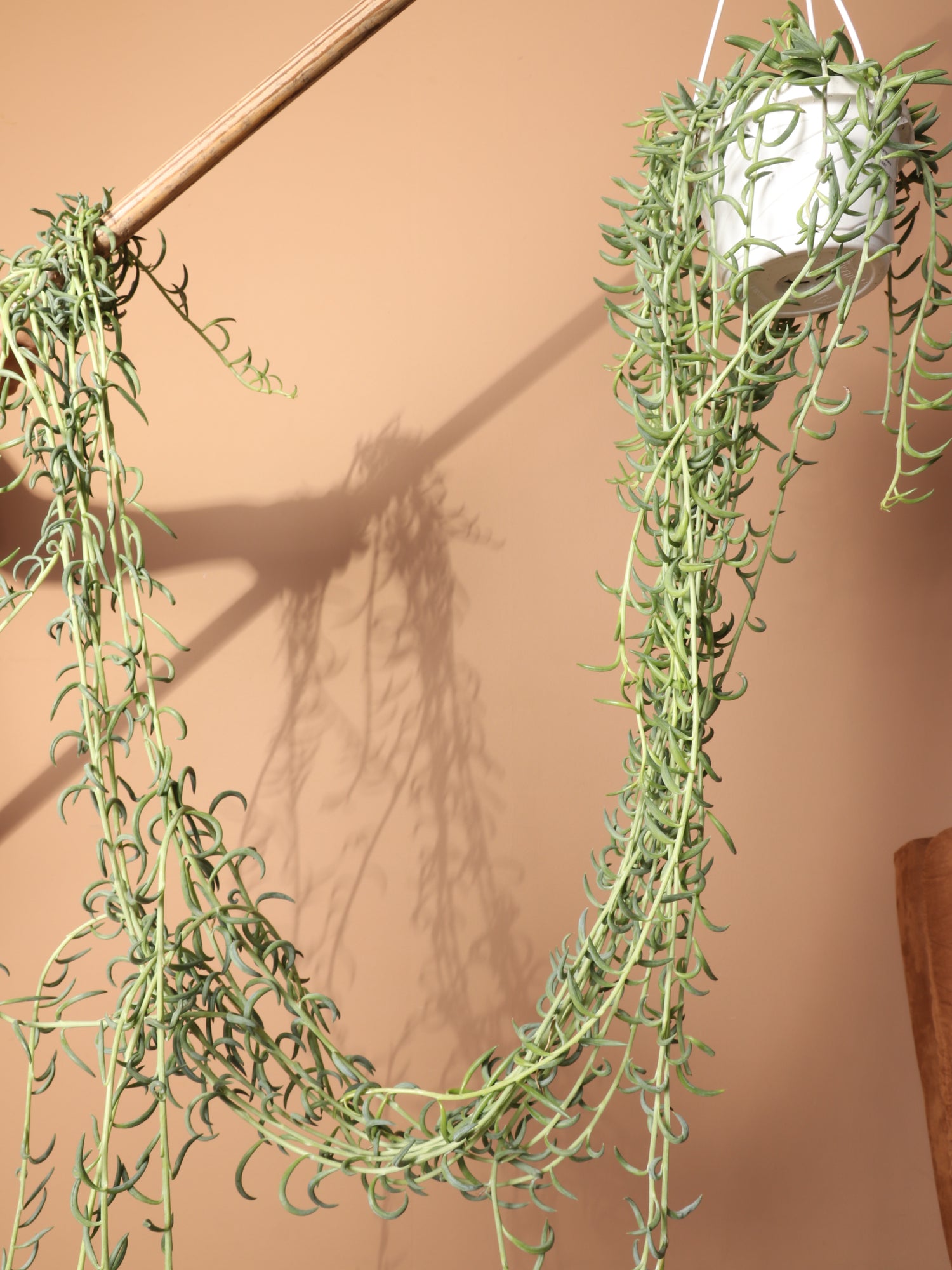 hanging fish hook plant Hanging String Of Fishhook Succulent