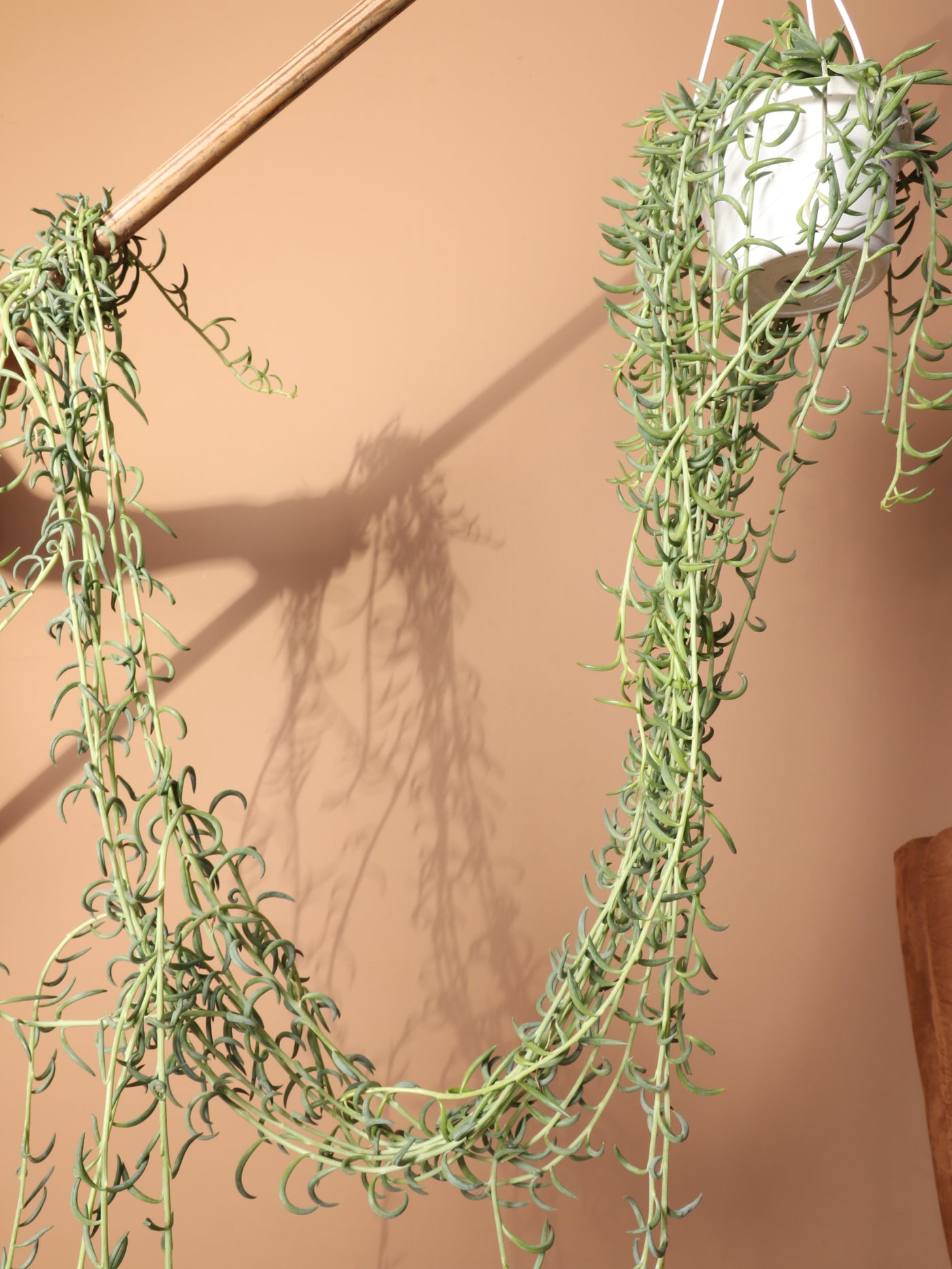 Hanging String Of Fishhook Succulent – Dahing Plants