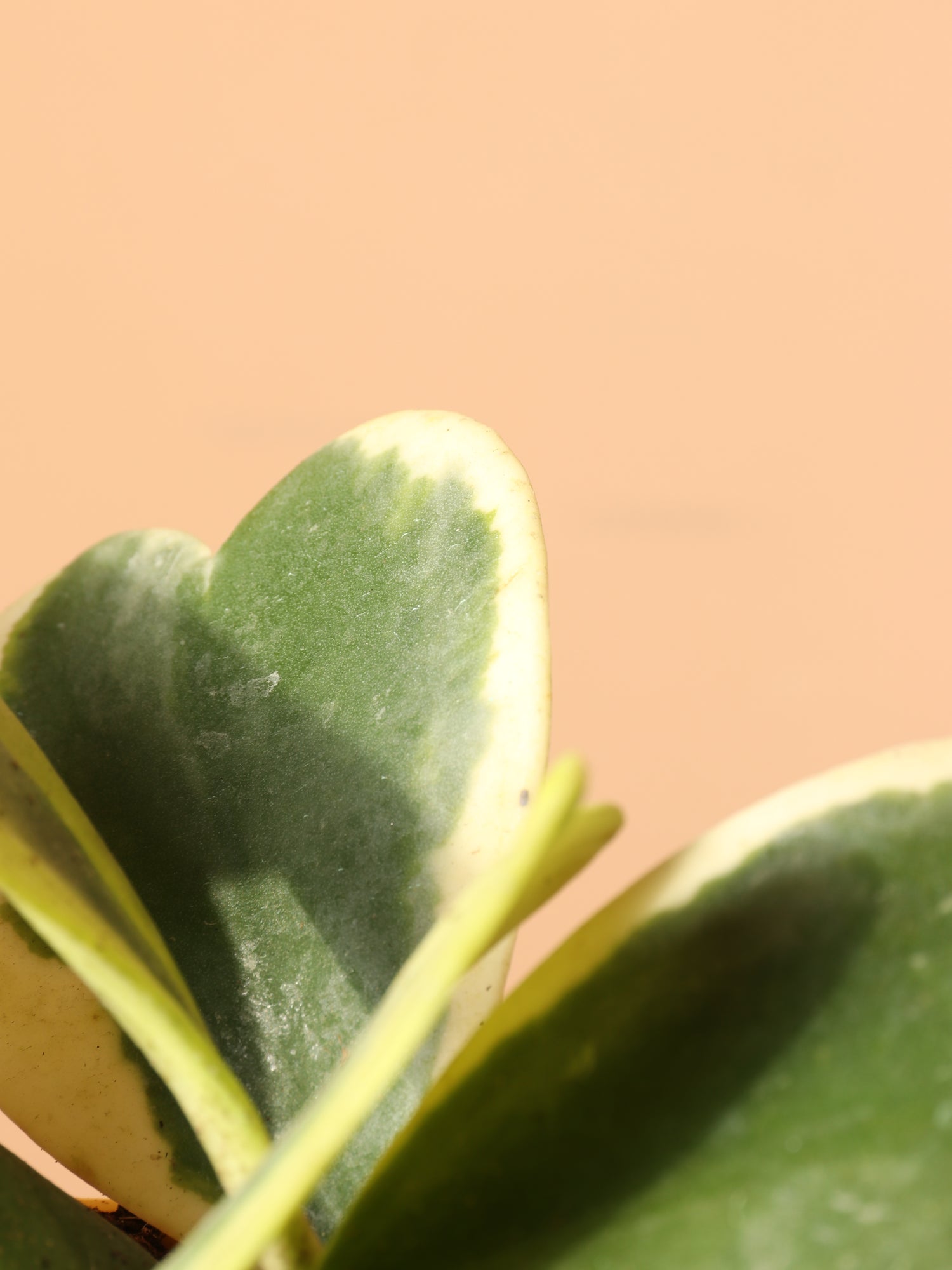 Medium Hoya &
