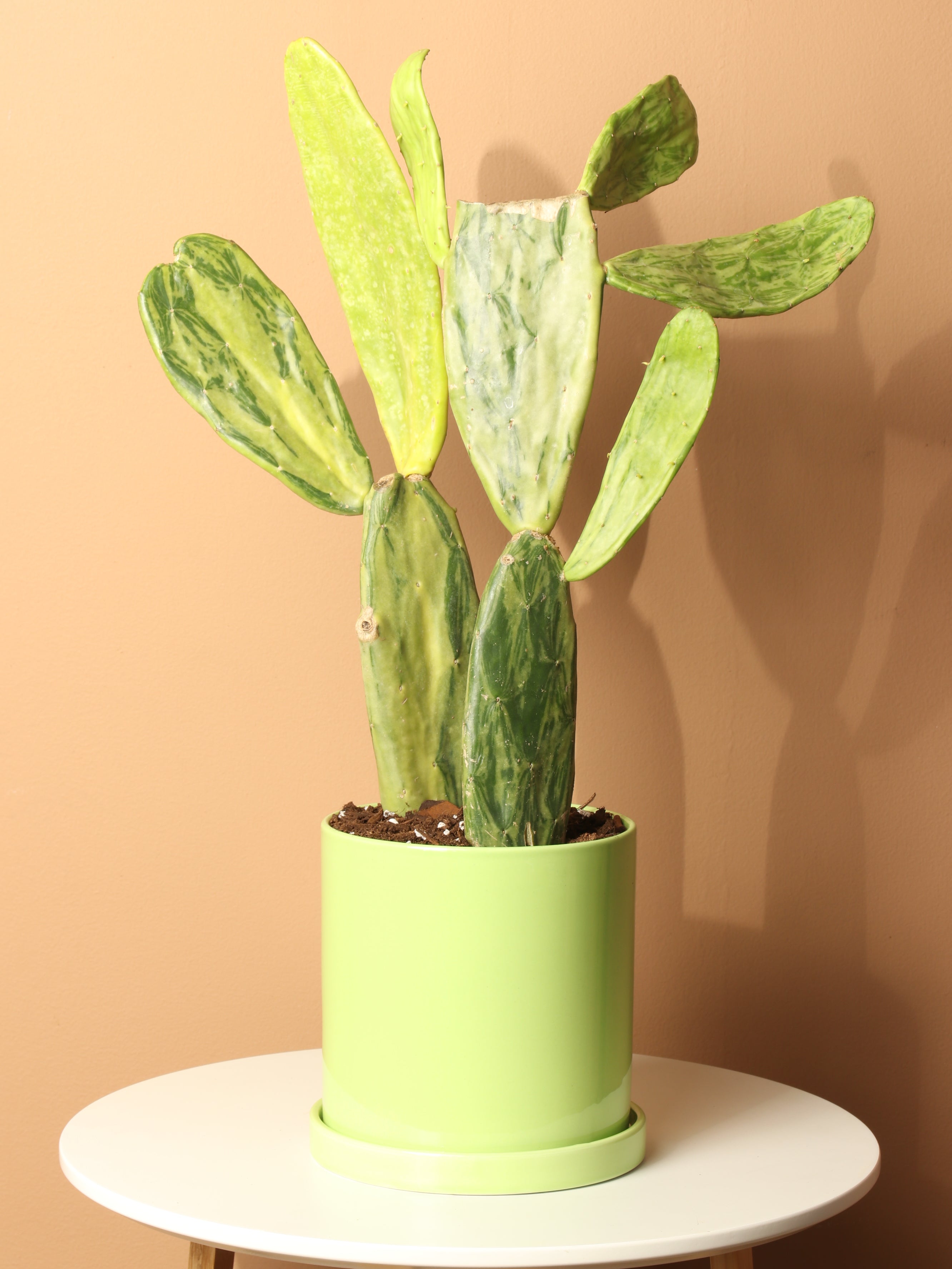 Medium Variegated Prickly Pear Cactus