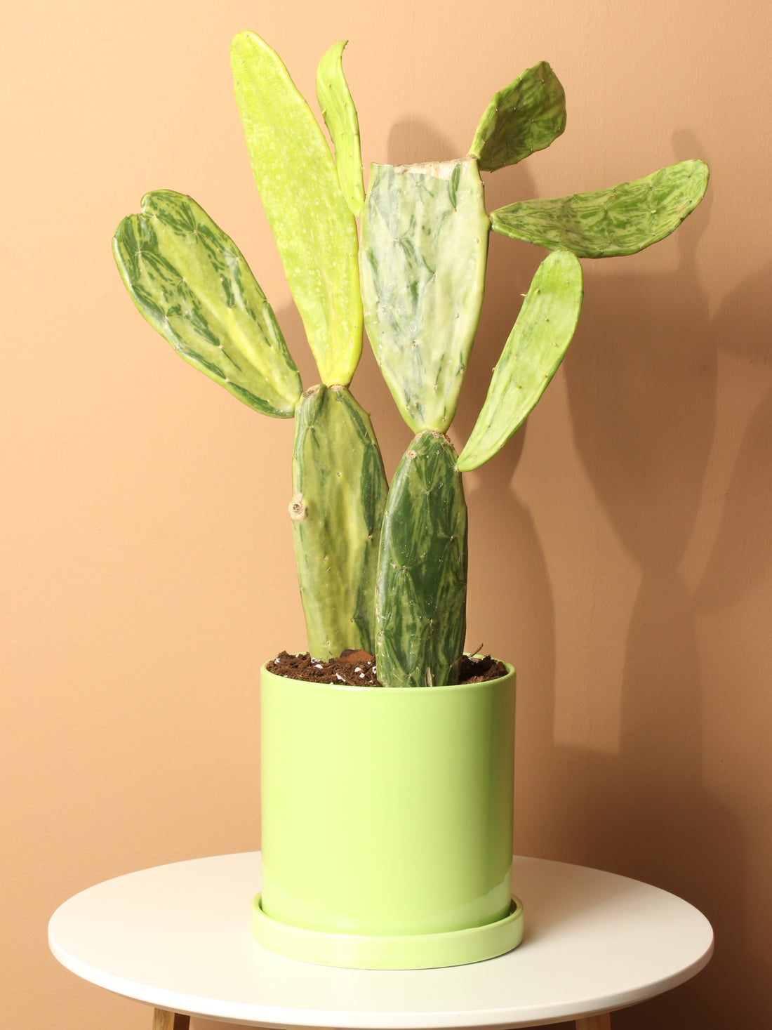 Medium Variegated Prickly Pear Cactus