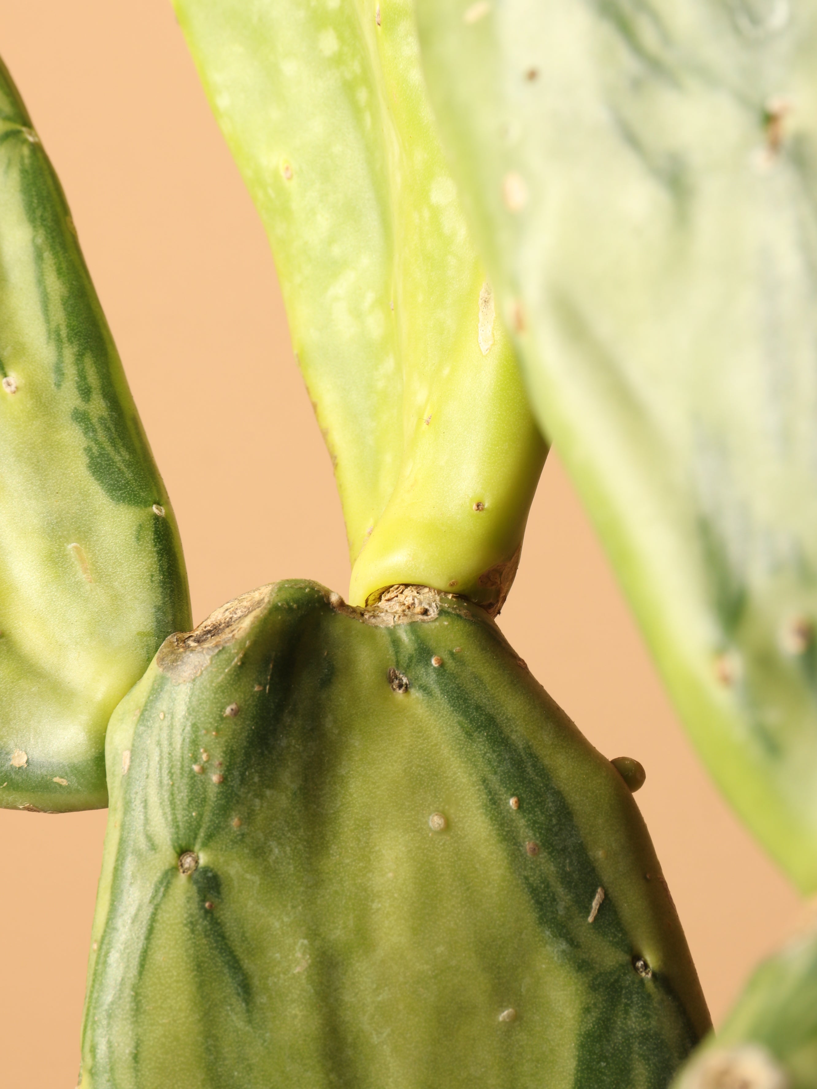 Medium Variegated Prickly Pear Cactus