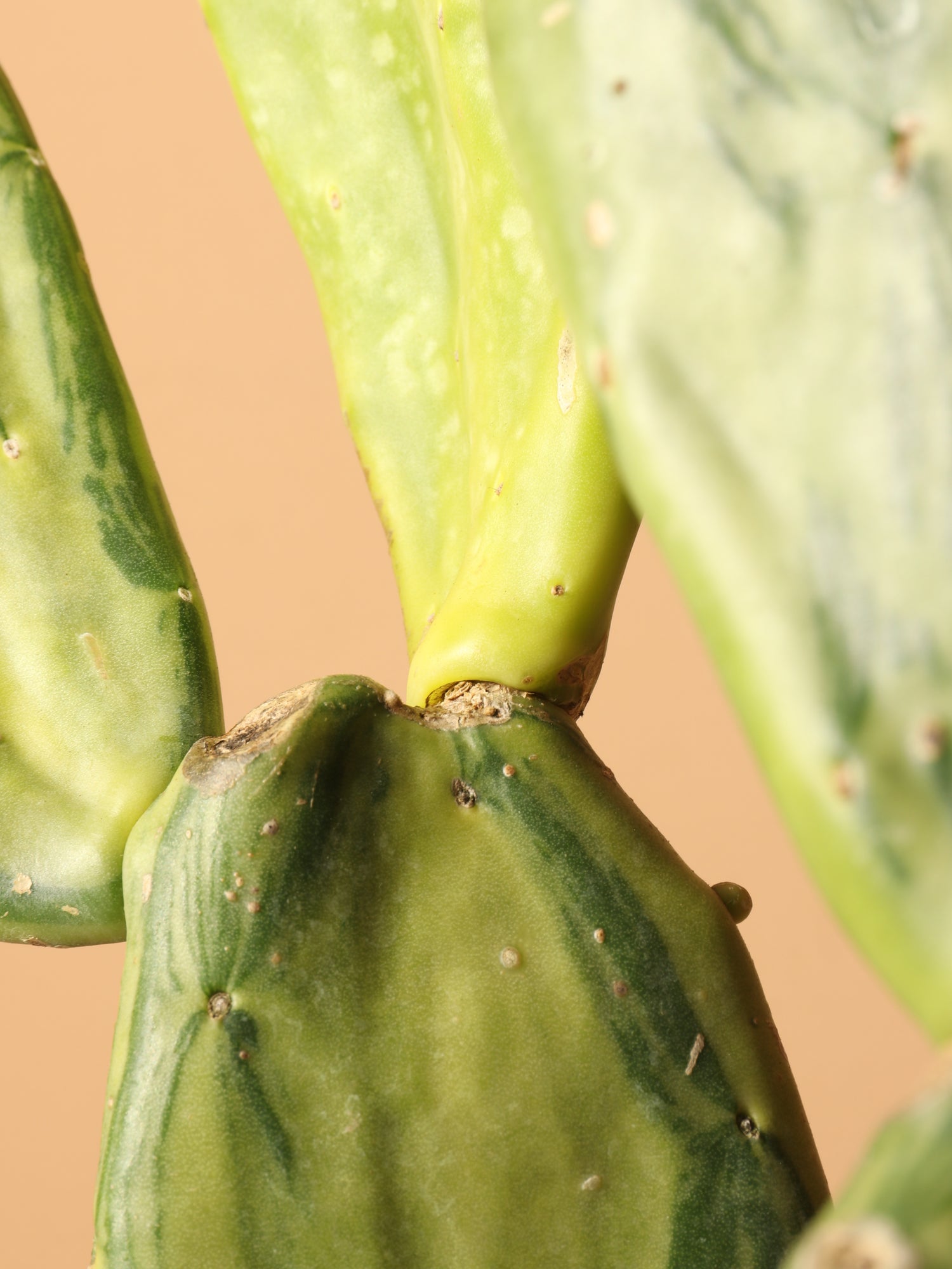 variegated prickly pear cactus Buy Variegated Prickly Pear Cactus Online | Succulent