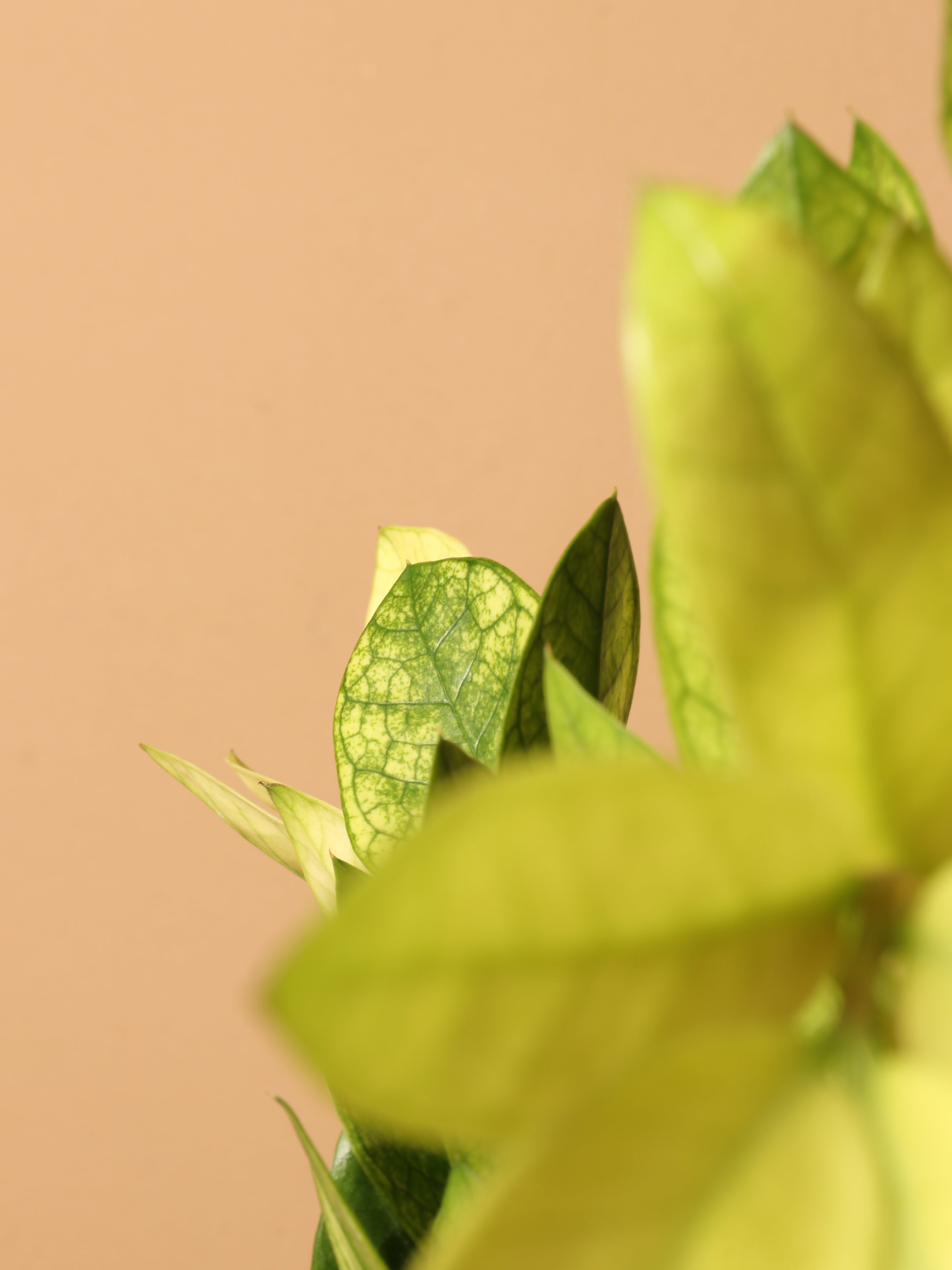 chameleon zz plant for sale Buy ZZ Plant 'Chameleon' Online | Low Light Plant