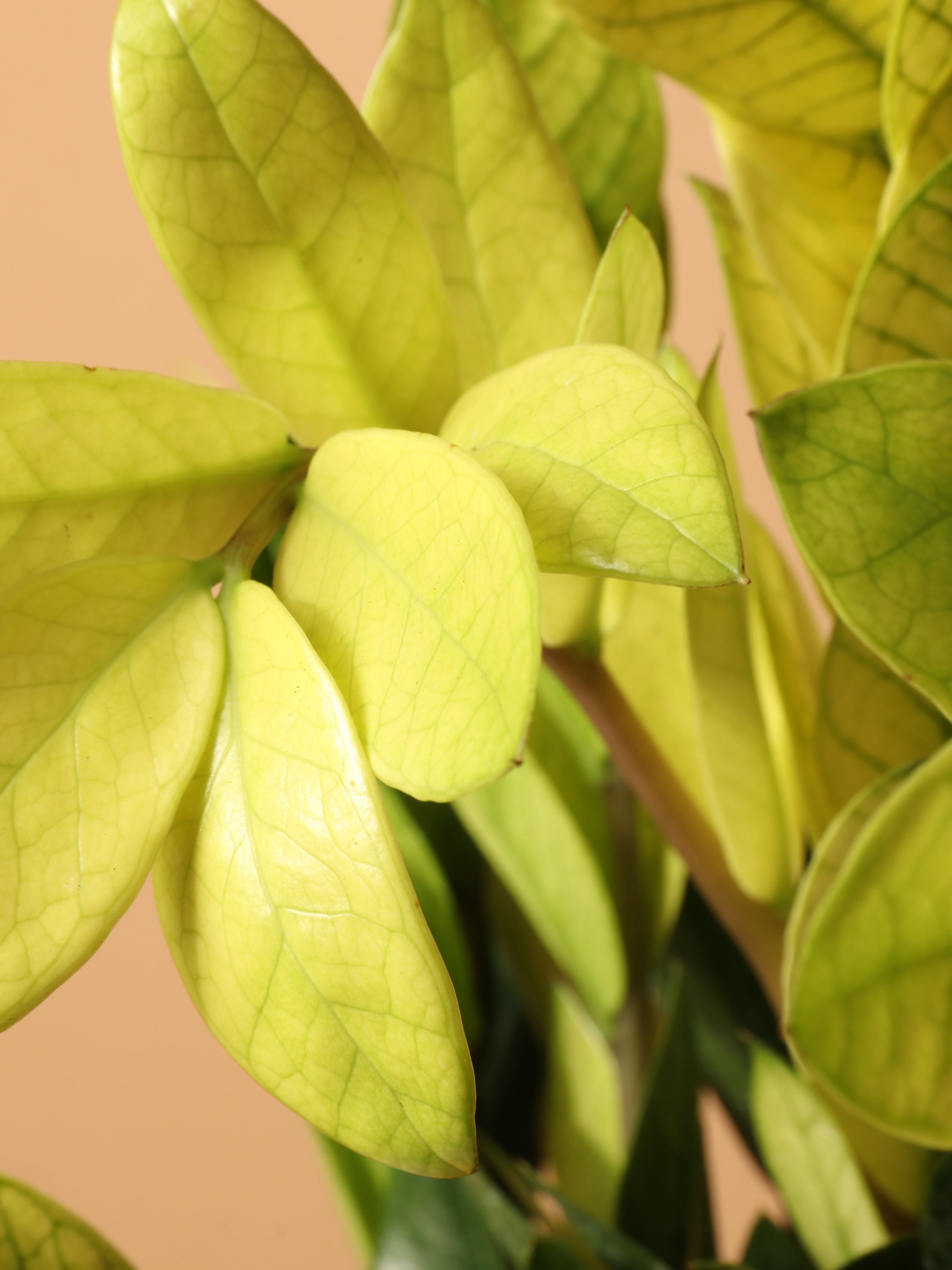Medium ZZ Plant 'Chameleon' – Dahing Plants